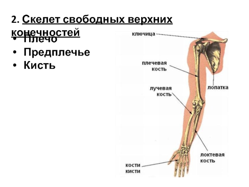 Таблица скелет верхних конечностей