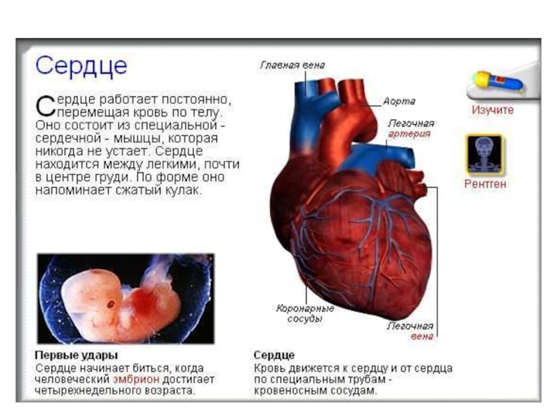 Сердце работает всю жизнь. Как устроено сердце человека. Как работает сердце человека. Сердце окружающий мир.