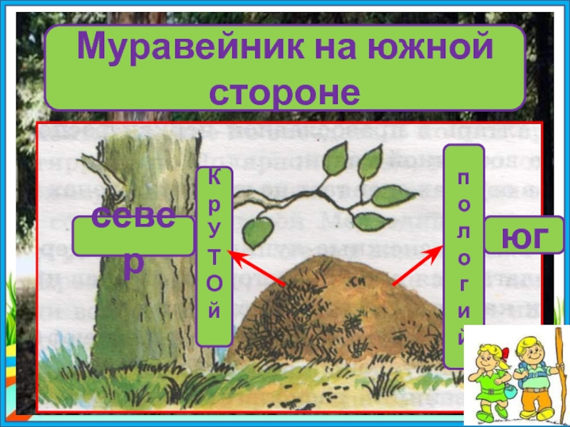 Как по муравейнику определить стороны света рисунок