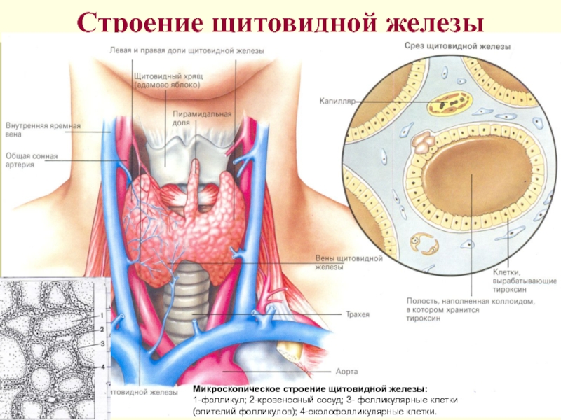 Щитовидная железа анатомия. Строение фолликула щитовидной железы. Строение дольки щитовидной железы. Дольчатое строение щитовидной железы. Строение микро дольки щитовидной железы.