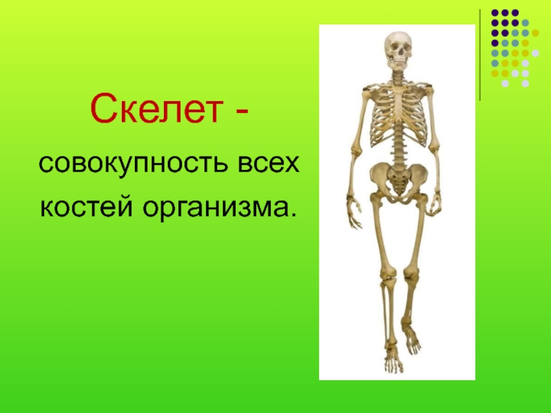 Тема кости. Скелет человека. Строение скелета человека. Самые маленькие кости скелета. Осевой скелет.