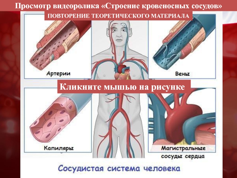 Виды сосудистой системы. Строение кровеносных сосудов. Сосуды кровеносной системы. Структура и функции артерий, вен и капилляров. Сосуды их строение и функции.