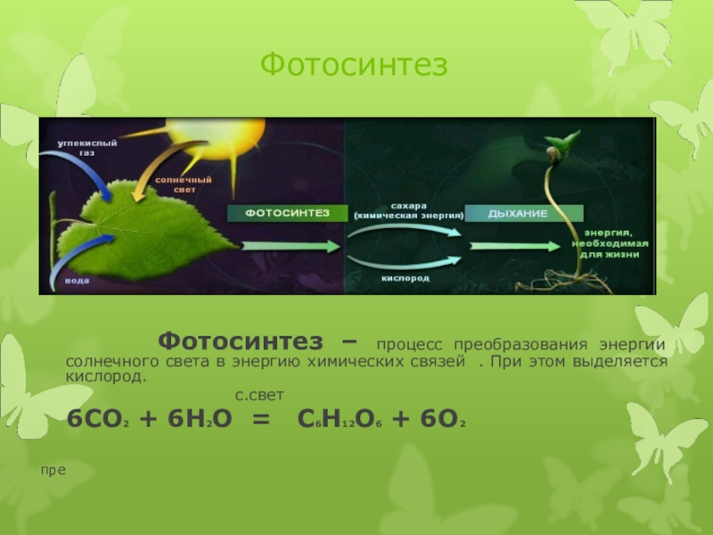 В реакциях фотосинтеза энергия света. Фотосинтез. Процесс фотосинтеза. Процесс преобразования энергии. Фотосинтез схема.