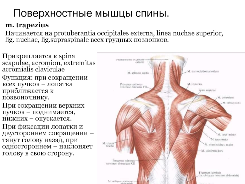 Классификация мышц спины. Поверхностные мышцы спины и их функции. Мышцы спины поверхностные мышцы. Прикрепление поверхностных мышц спины. Поверхностные мышцы спины трапециевидная.