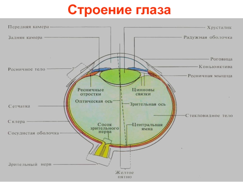 Методы обследования органа зрения презентация