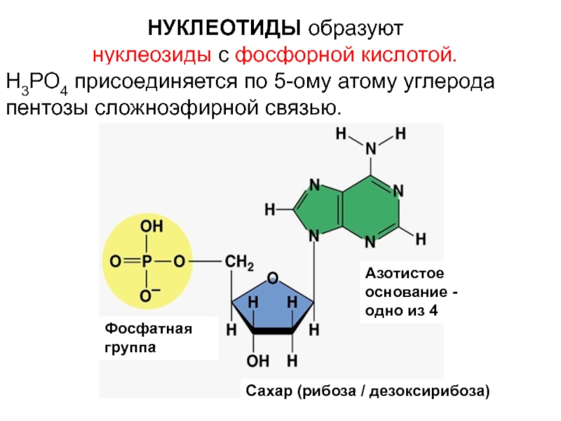 1 нуклеотид днк. Строение нуклеозидов и нуклеотидов. Отличие нуклеотида от нуклеозида. Структура нуклеозидов и нуклеотидов. Нуклеозид и нуклеотид разница.