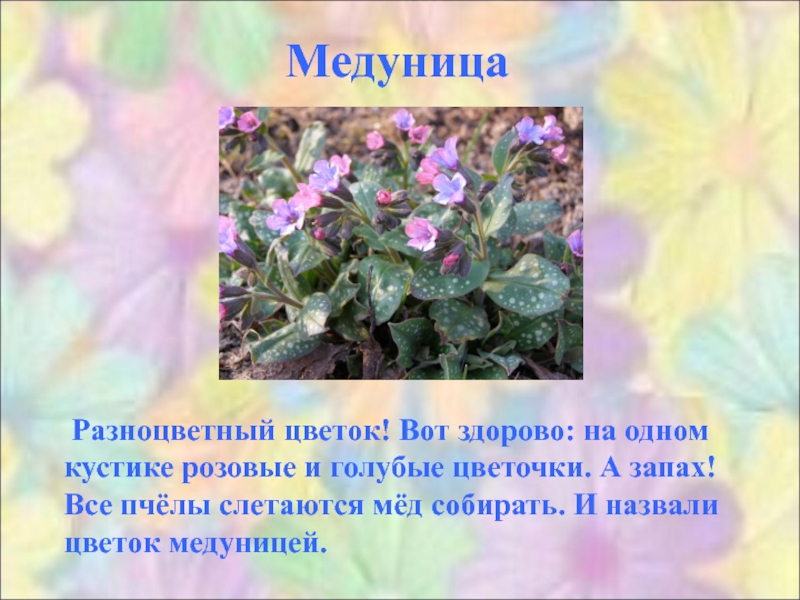 Медуница презентация