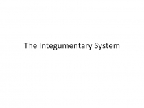 The Integumentary System