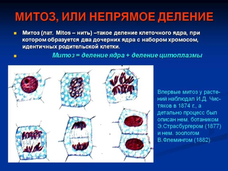Митоз — непрямое деление клеток