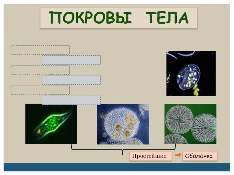 Тело простейших