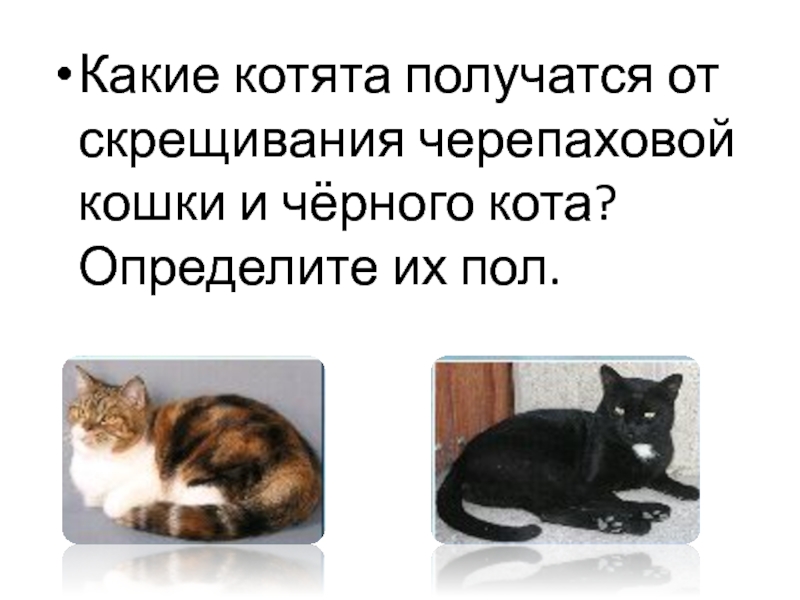 Какие котята рождаются у черной кошки. Какие котята получатся от скрещивания. Скрещивание черепаховой кошки. Задачи на трехцветных кошек. Котята от черепаховой кошки.