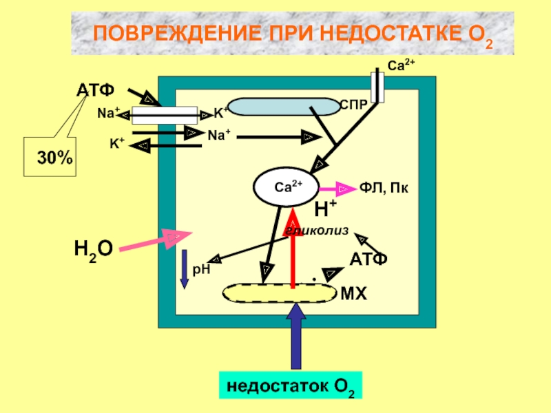 Атф н2о. Са+о2. Кислородный Каскад в организме. Сварка АТФ.