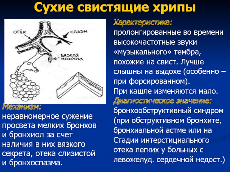 Что значит сухой. Хрипы в легких при выдохе у взрослого. Единичные сухие хрипы. Сухие хрипы в легких причины. Единичные сухие свистящие хрипы.