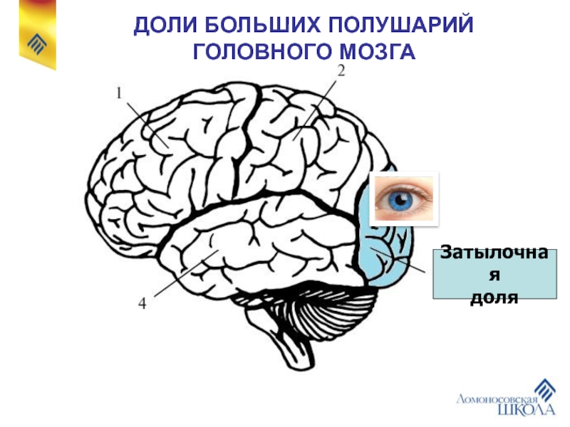 Затылочная область коры головного мозга. Теменная и затылочные доли мозга. Функции затылочной доли больших полушарий.