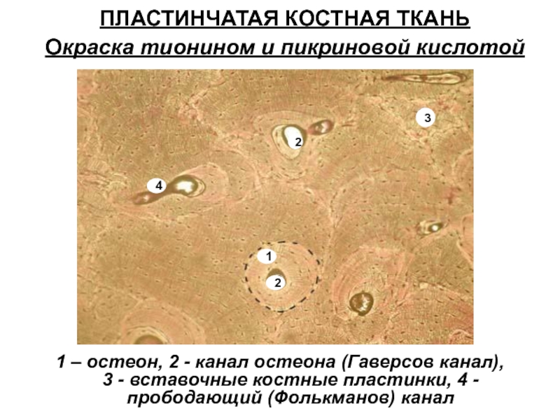 Презентация костная ткань гистология