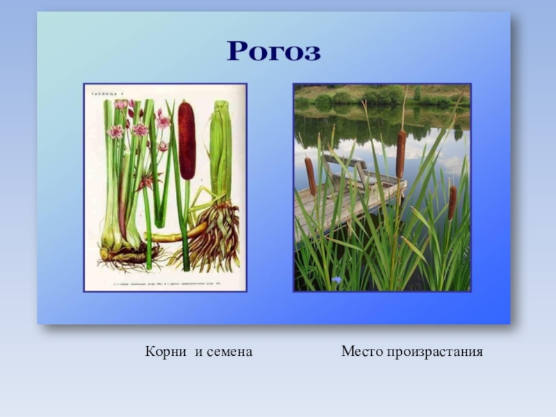 Строение рогоза схема