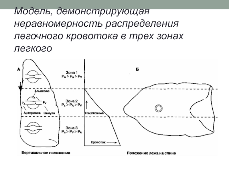 Моделирование легких. Зоны легкого. Неравномерность вентиляции легких. Унифокализация легочного кровотока это. Три зоны кровотока в легких.