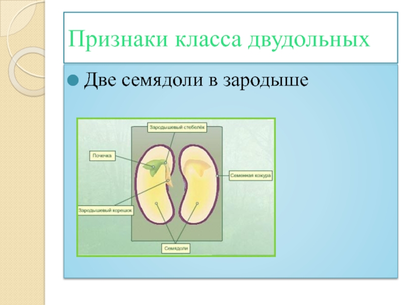 Признаки класса. Зародыш с двумя семядолями. Две семядоли. В зародыше 2 семядоли. Две семядоли двудольные.