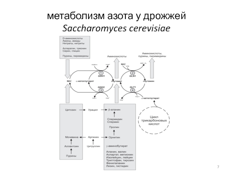 Азотистый обмен веществ