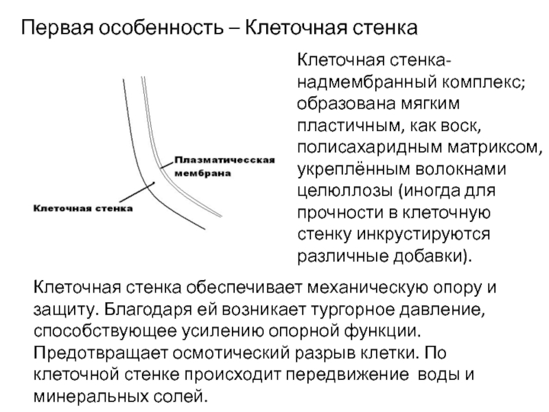 Особенности клеточного ответа