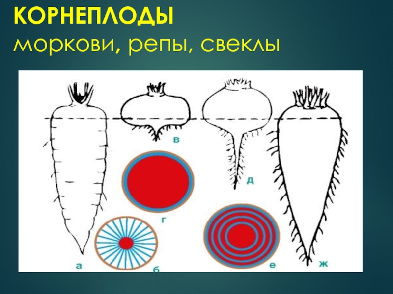 Рассмотрите рисунок корнеплодов моркови и репы. Строение корнеплода моркови. Строение корнеплода. Строение корня моркови. Строение корнеплодов моркови и свеклы.