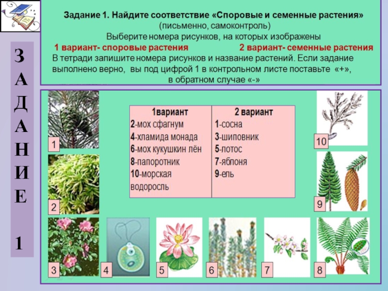 Тест по биологии по теме растительные сообщества