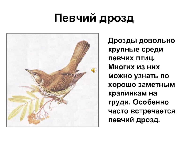 Певчий дроздДрозды довольно крупные среди певчих птиц. Многих из них можно узнать по хорошо заметным крапинкам на