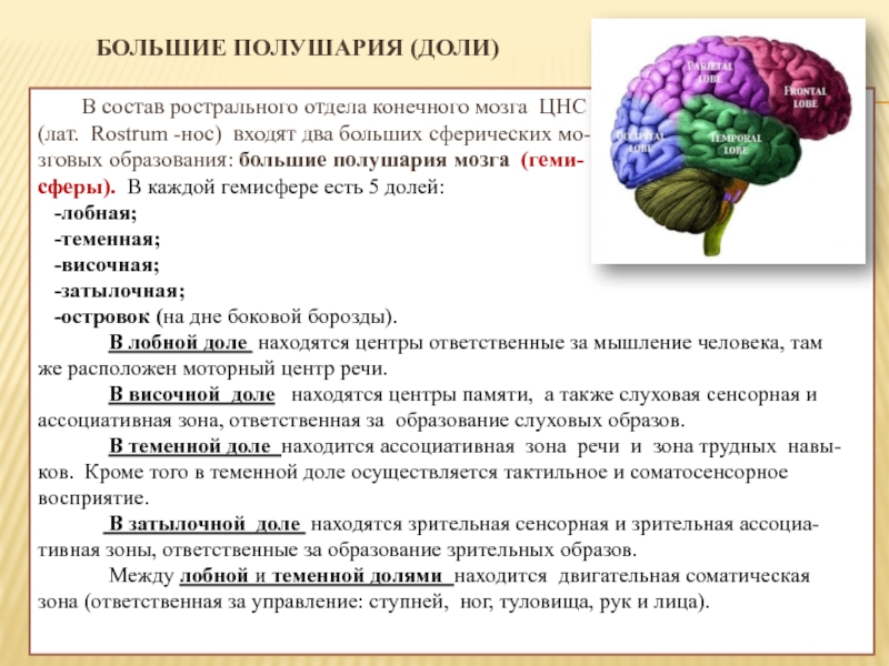 Конечный мозг презентация по анатомии