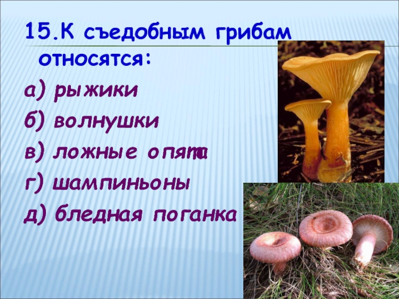 Какие грибы относятся к группе пластинчатых съедобные