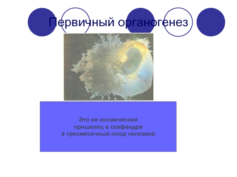 Органогенез это. Первичный органогенез. Первичный и вторичный органогенез. Сущность первичного органогенеза.