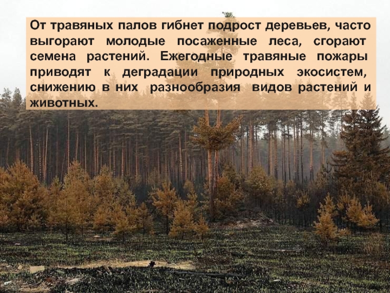 Однако несмотря на. К нарушению природных экосистем может привести суровая зима. Засажены лесом Тип связи. Подрост срок дерева. Объясните в чем состоит опасность передвижения по Горелому лесу.