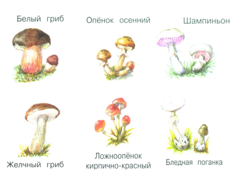 Схема летом в лесу приятно пахнет грибами