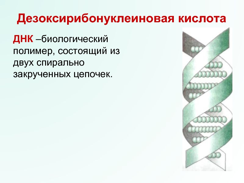 Свойства днк. ДНК полимер. Дезоксирибонуклеиновая кислота состоит из. Молекула ДНК состоит из двух спирально закрученных цепей. Структура ДНК полимер состоящий из двух цепей.