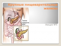 Крупные пищеварительные железы 