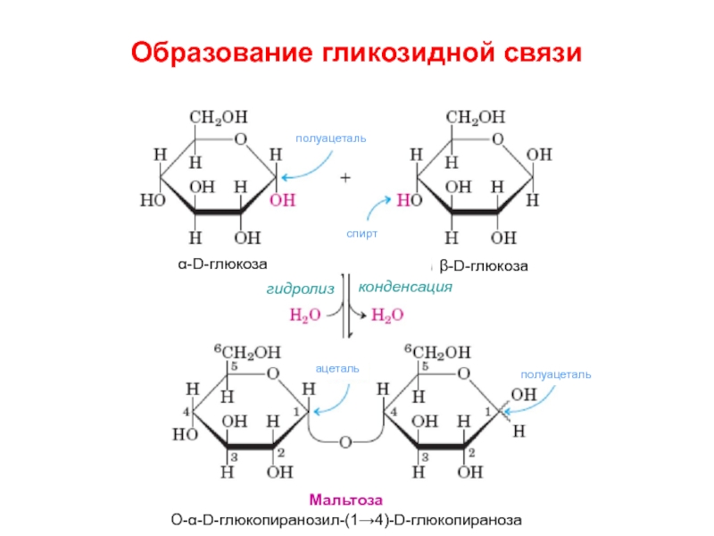 Глюкоза вступает в гидролиз. Бета 1 4 гликозидная связь. Альфа 1 4 гликозидные связи. Альфа и бета 1 4 гликозидная связь. Реакция образования гликозидной связи.