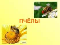 Пчелы