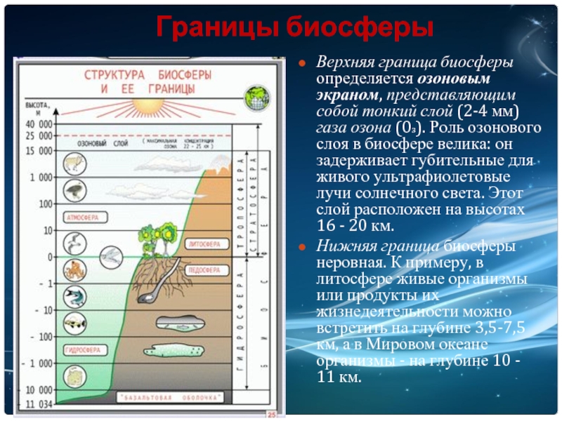 Биосфера оболочка жизни 6 класс презентация