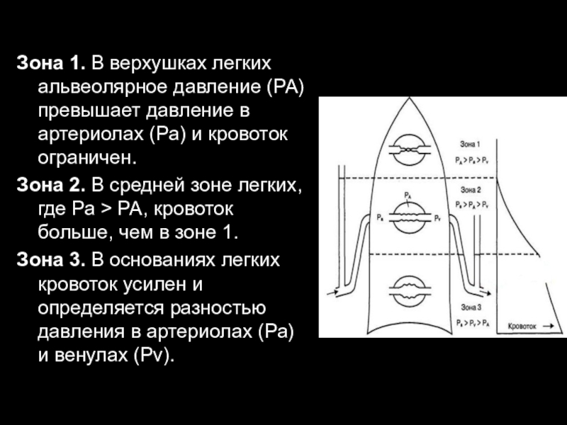 Верхушка легкого