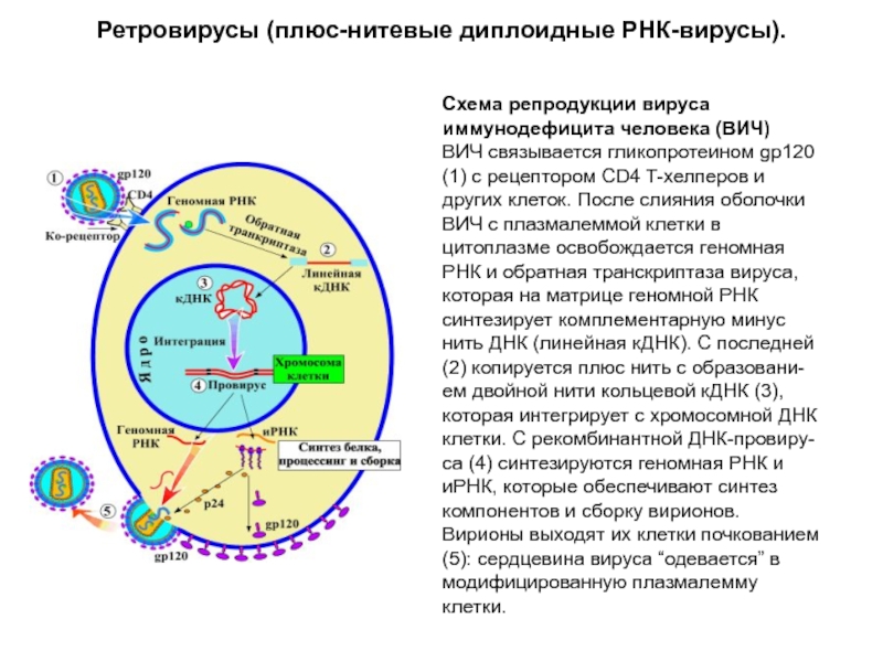 Минус рнк вирусы. РНК вирусы ретровирусы. Репликация нуклеиновых кислот вируса ВИЧ. Схема репродукции РНК содержащих вирусов. Классификация ретровирусов микробиология.