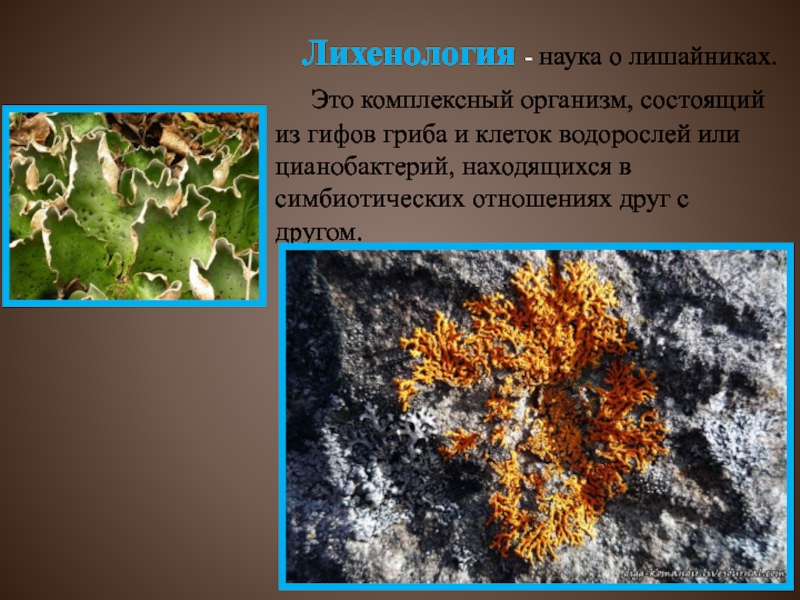 К чему относятся лишайники. Лишайники комплексные симбиотические организмы. Лишайник это комплексный организм состоящий из. Лихенология наука о лишайниках. Лишайник состоит из гриба и водоросли.