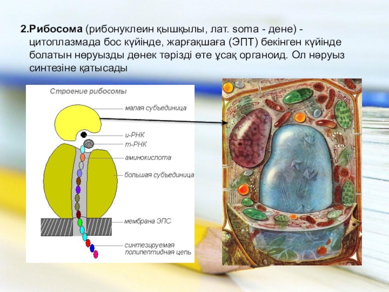 Рибосомы растительной и животной