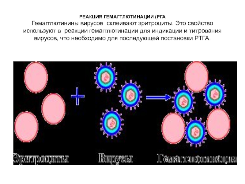 Гемагглютинация это. Постановка реакции гемагглютинации схема. Реакция гемагглютинации вирусов микробиология. Реакция гемагглютинации (РГА). Реакция гемагглютинации механизм.