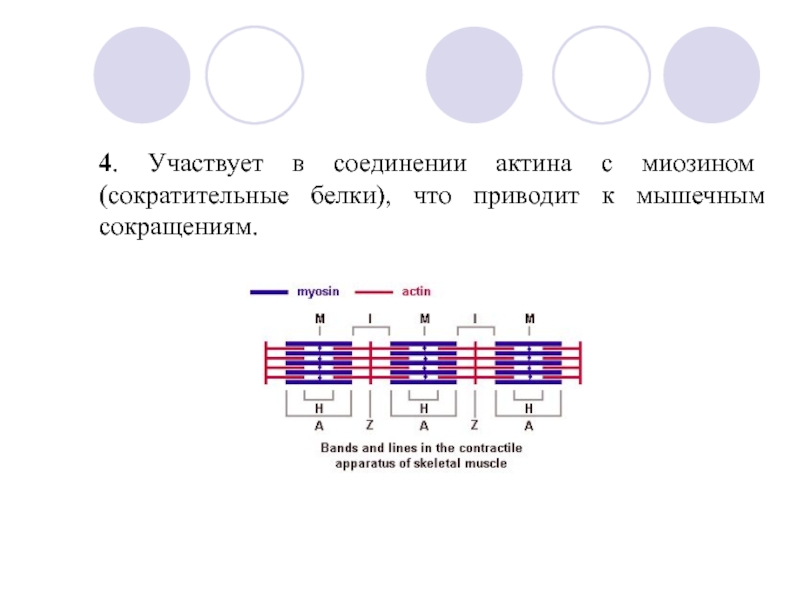 Установите соответствие между белками. Характеристика белков, участвующих в мышечном сокращении. В мышечном сокращении принимают участие следующие белки. К чему приводит недостаток актина.