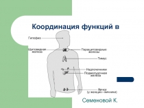 Координация функций в организме