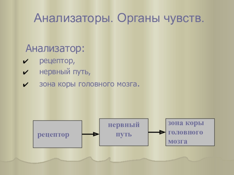 Путь зоны. Рецепторы анализаторов. 6 Анализаторов.