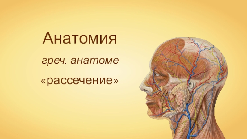 Анатомия наука изучающая. Анатомия это наука. Картинка слово анатомия. Слово анатомия произошла от греческого. Анатомия от греческого означает.