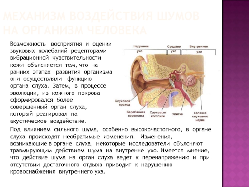 Проект на тему воздействие шума на организм человека 11 класс