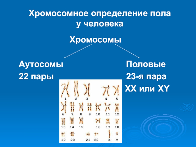 Презентация по биологии 10 класс генетика пола