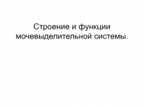 Строение и функции мочевыделительной системы