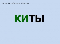 Киты